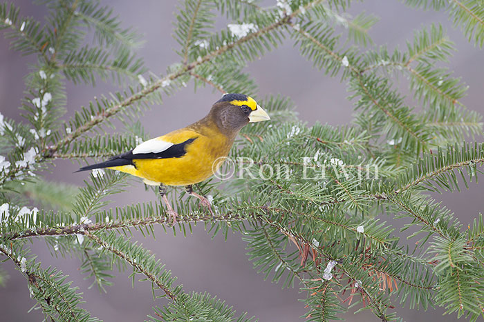 Male Evening Grosbeak