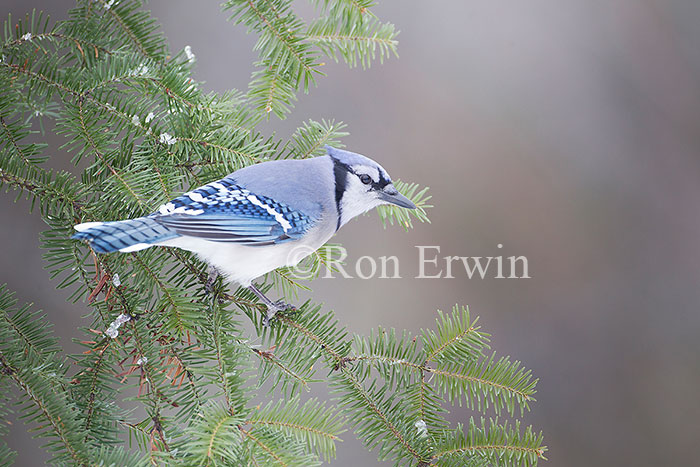 Blue Jay