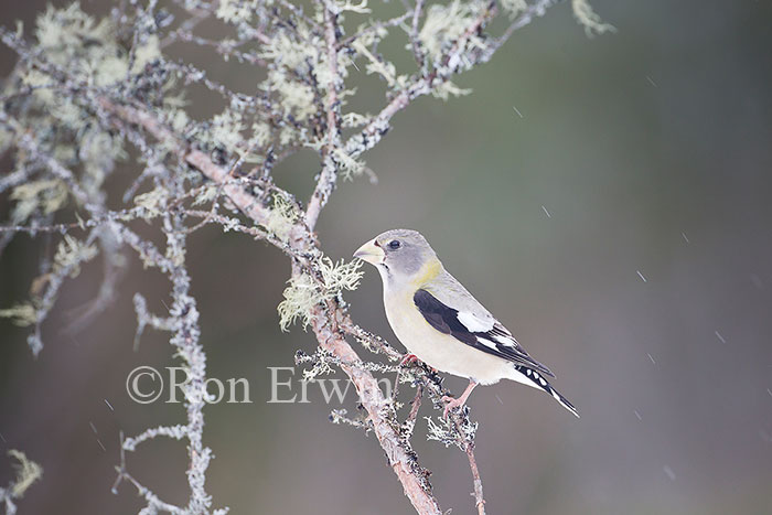 Female Evening Grosbeak