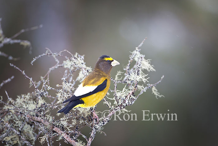 Male Evening Grosbeak