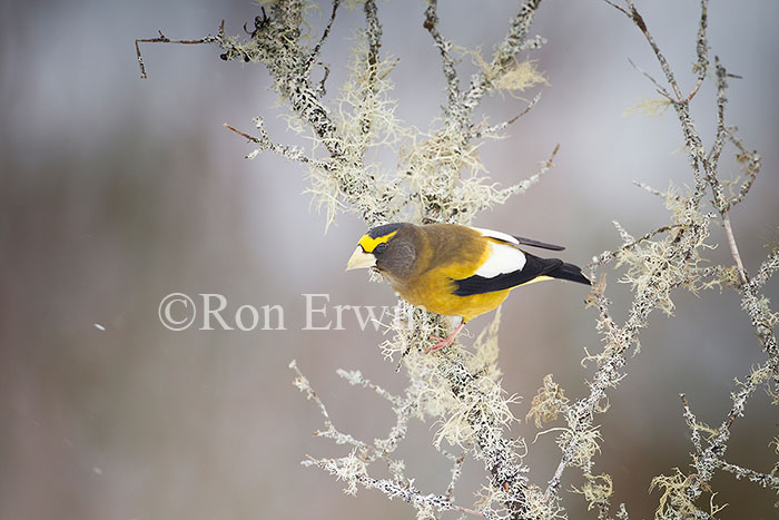 Male Evening Grosbeak