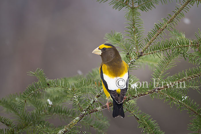 Male Evening Grosbeak
