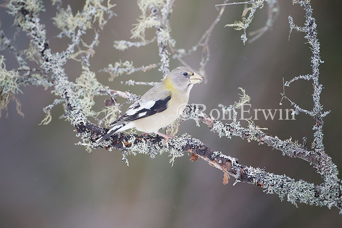 Female Evening Grosbeak