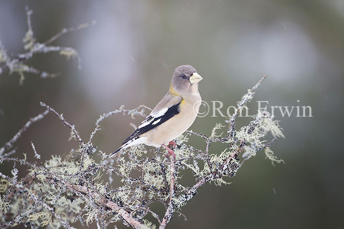 Female Evening Grosbeak