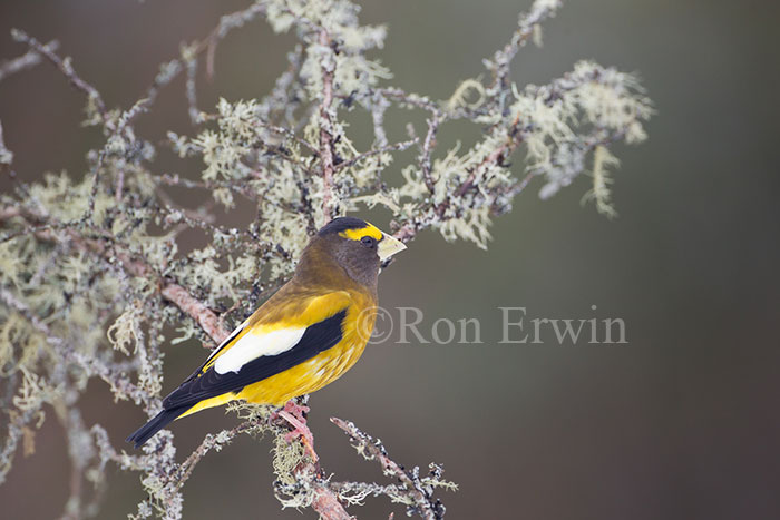 Male Evening Grosbeak