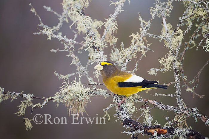 Male Evening Grosbeak