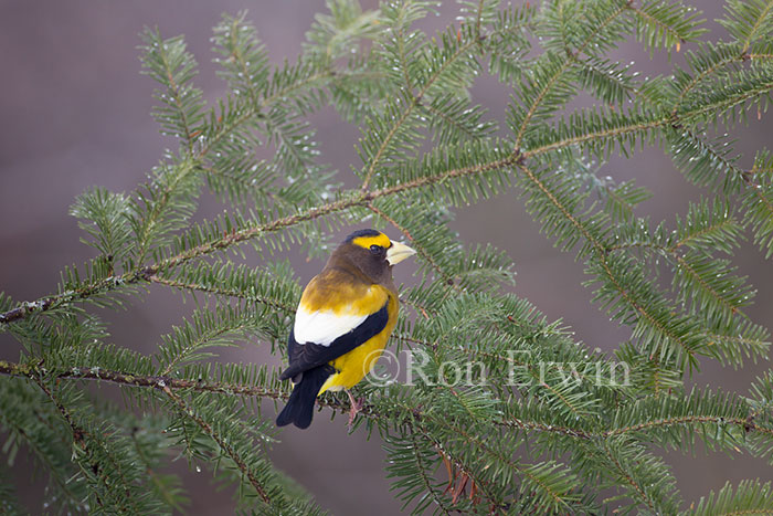 Male Evening Grosbeak