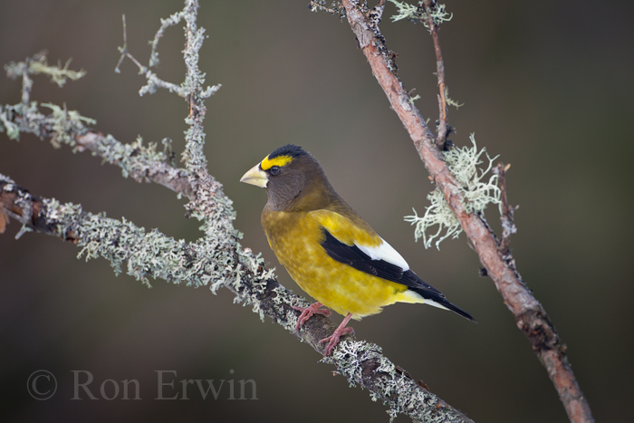 Male Evening Grosbeak