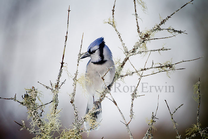 Blue Jay