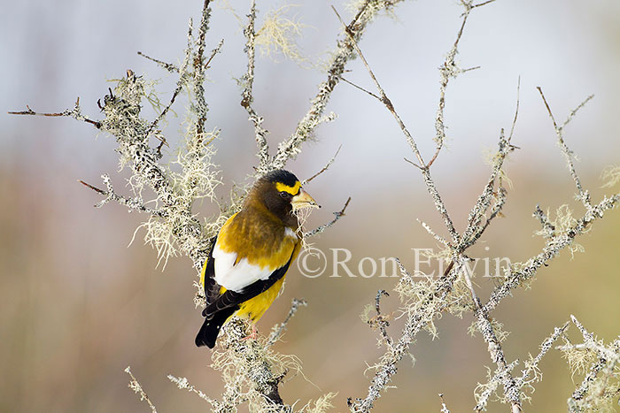 Male Evening Grosbeak