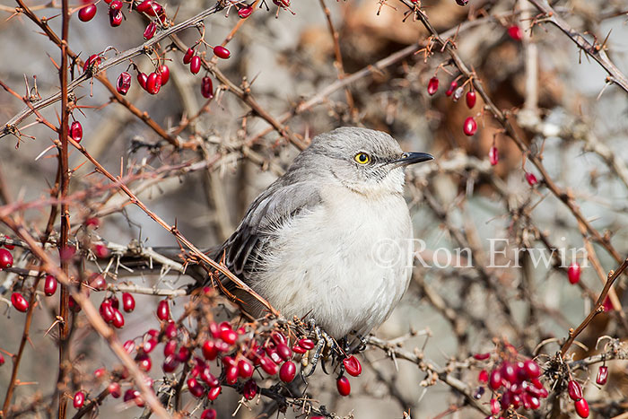 Northern Mockingbird