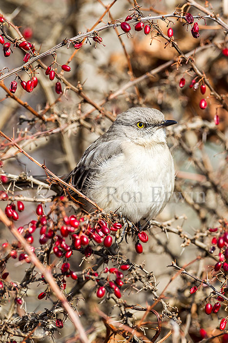 Northern Mockingbird