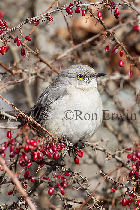 Northern Mockingbird