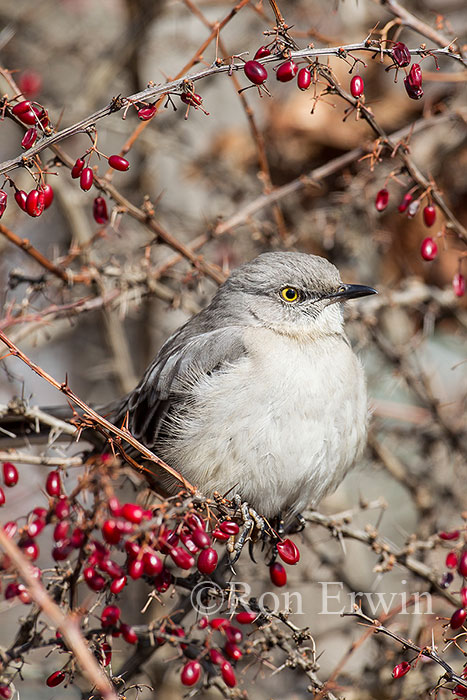 Northern Mockingbird