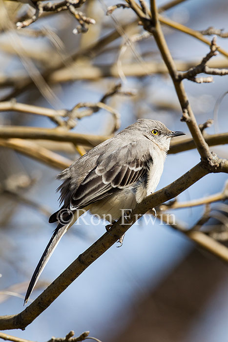 Northern Mockingbird
