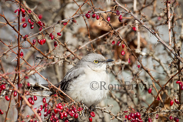 Northern Mockingbird