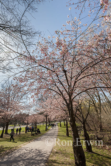 Cherry Tree in High Park