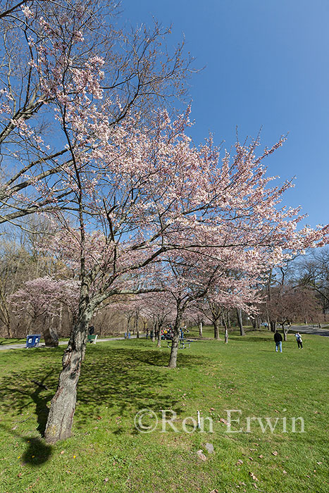 Cherry Tree in High Park