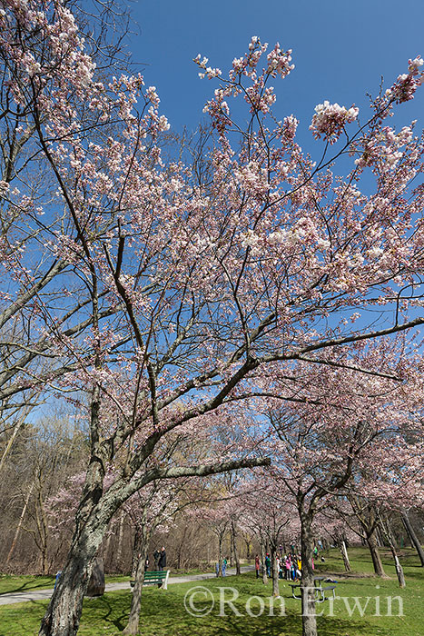 Cherry Tree in High Park