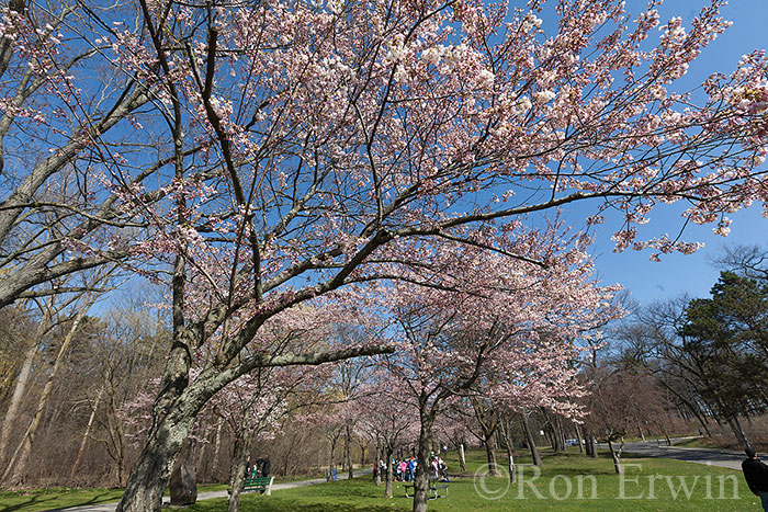 Cherry Tree in High Park