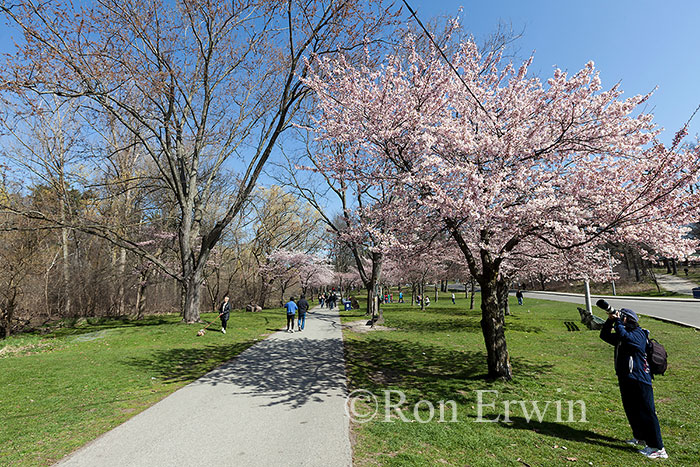 Cherry Tree in High Park