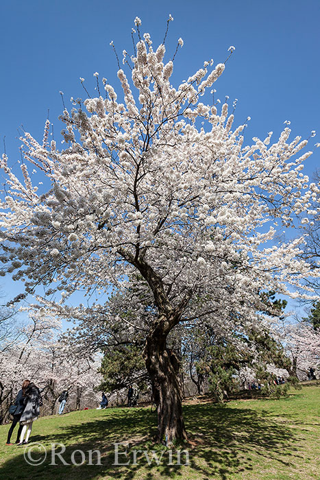 Cherry Tree in High Park