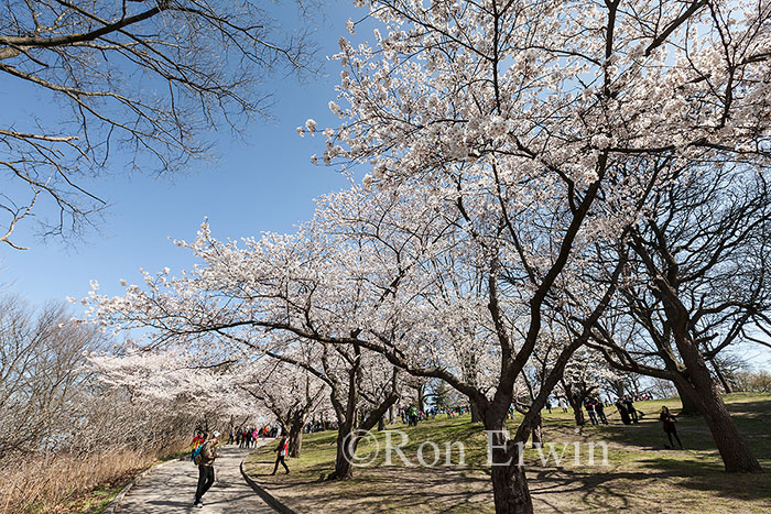 Cherry Tree in High Park