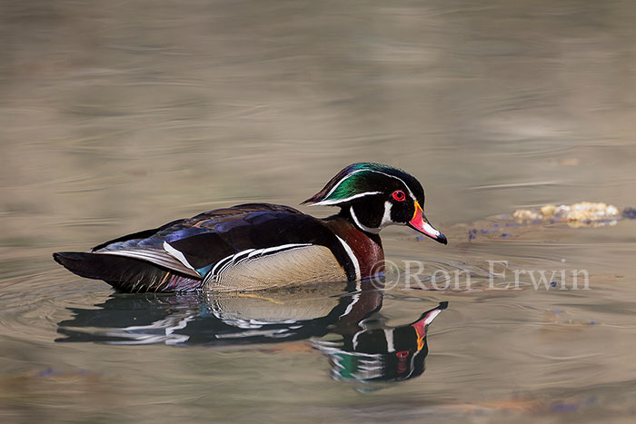 Male Wood Duck