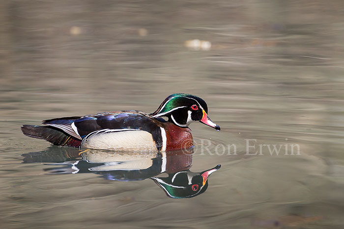 Male Wood Duck