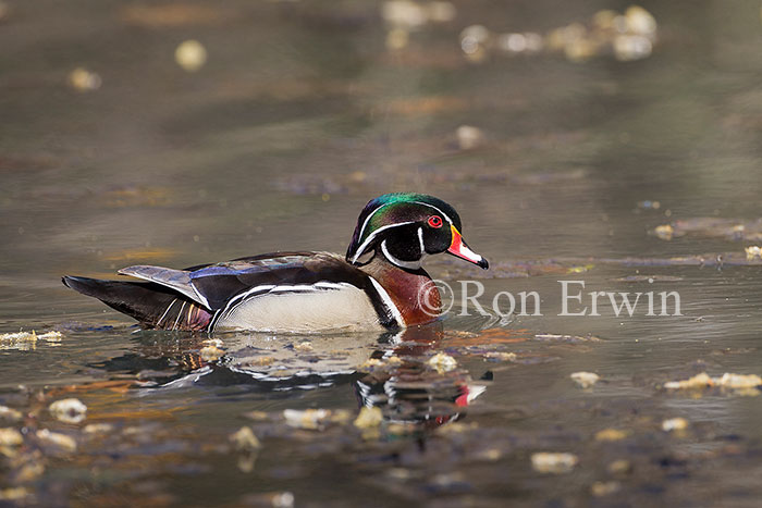 Male Wood Duck
