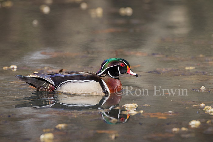 Male Wood Duck