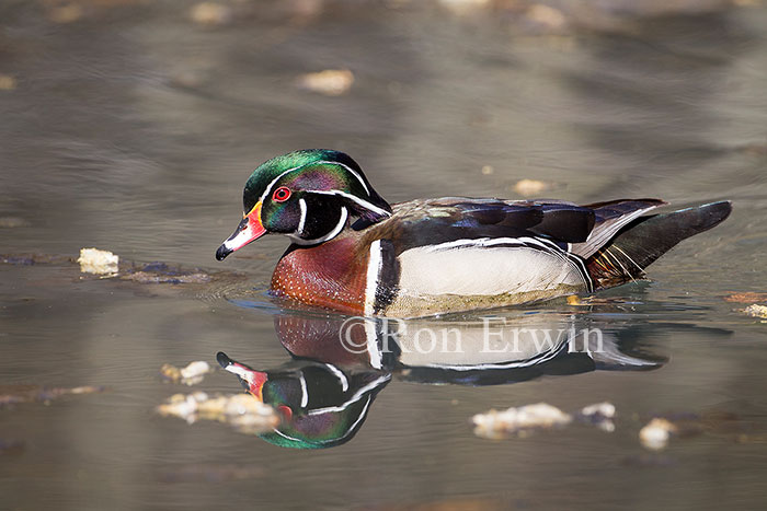 Male Wood Duck
