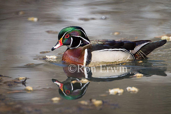 Male Wood Duck