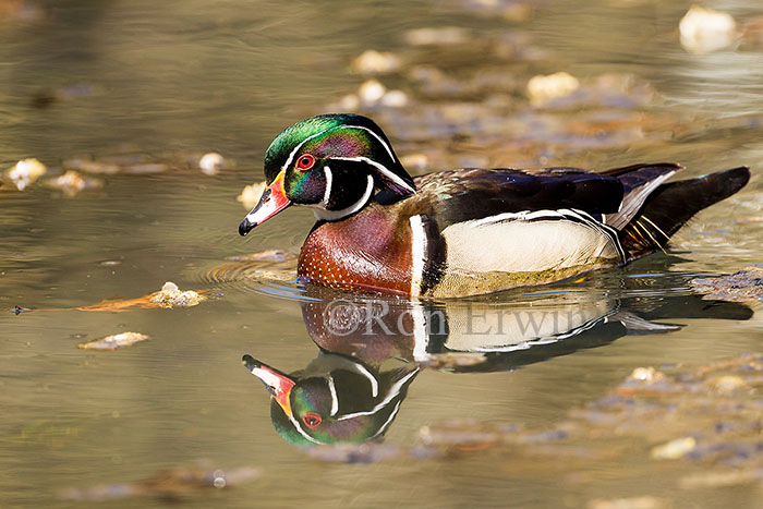 Male Wood Duck