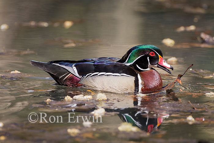 Male Wood Duck