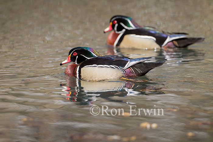 Male Wood Duck