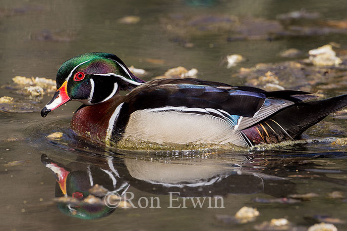 Male Wood Duck