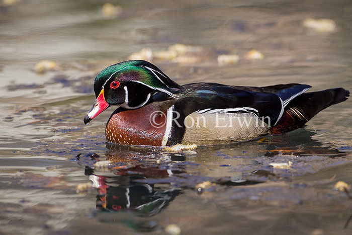 Male Wood Duck