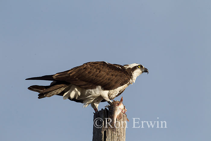 Osprey with Fish