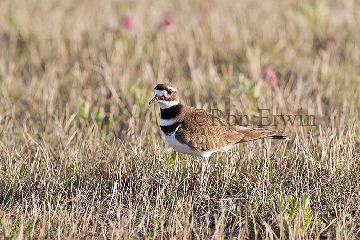 Killdeer