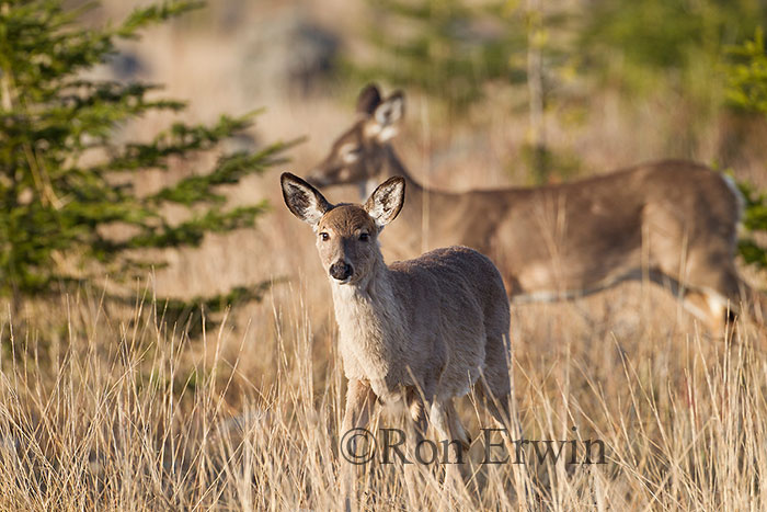 White-tailed Deer