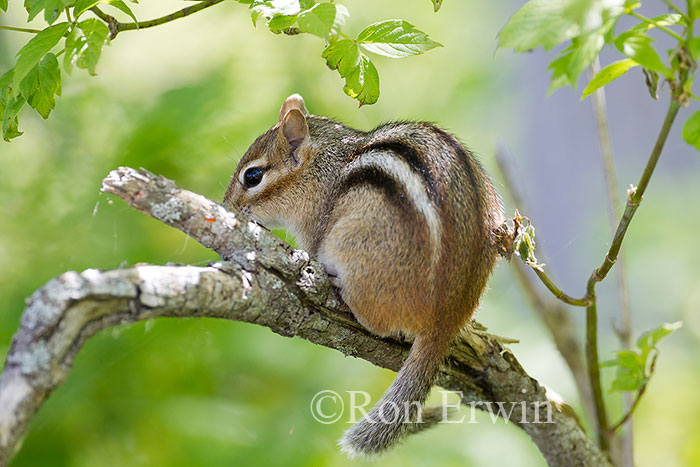 Eastern Chipmunk