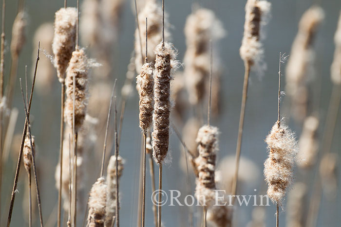 Cattail Seed Heads