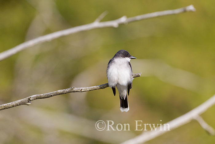 Eastern Kingbird