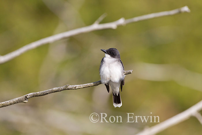 Eastern Kingbird