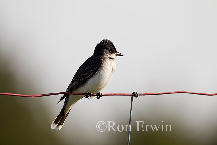 Eastern Kingbird