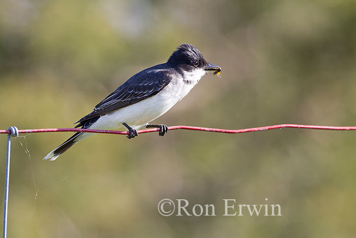 Eastern Kingbird