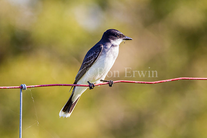 Eastern Kingbird