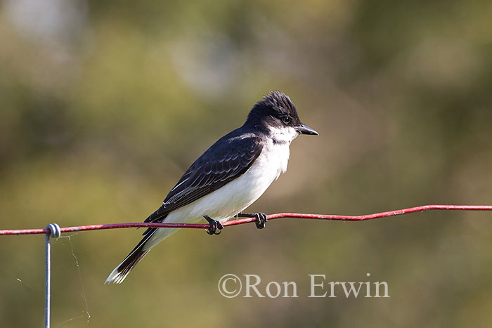 Eastern Kingbird