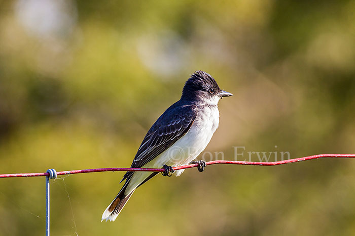 Eastern Kingbird